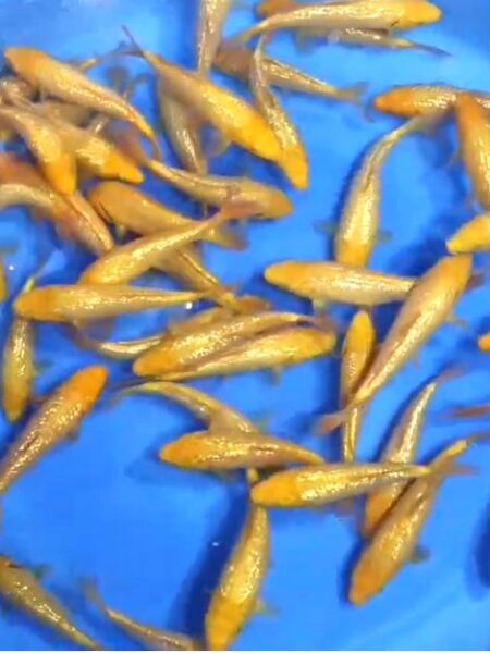 Tosai Yellow Monkey Wen#20141