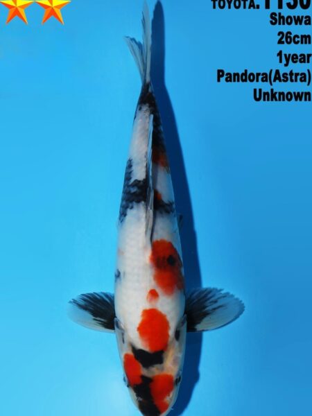 Tosai Showa (Pandora line) Wen#20150