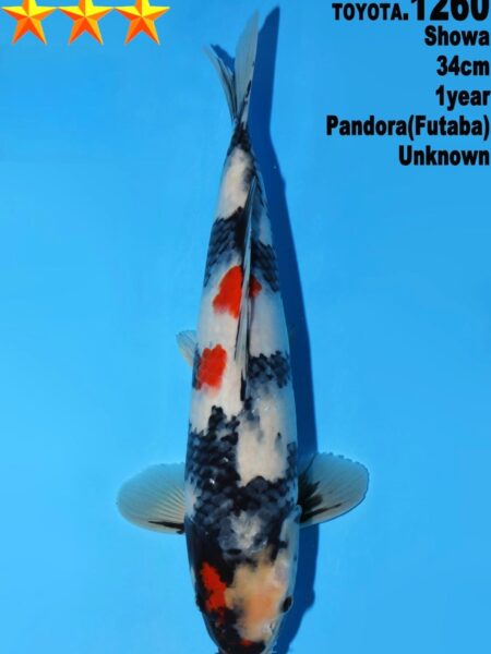 Tosai Showa (Pandora line) Wen#20149