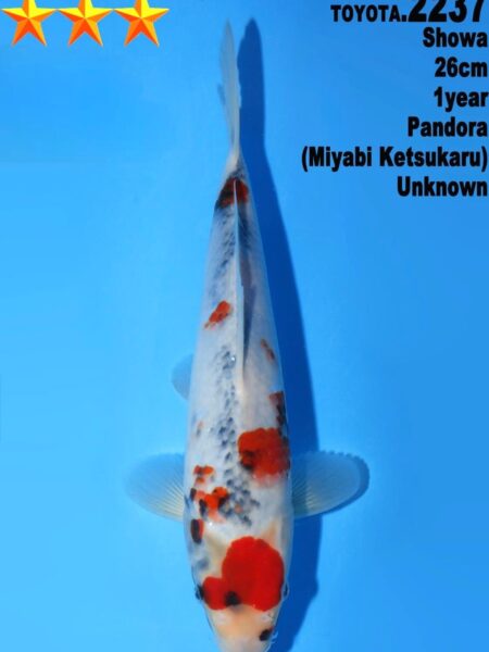 Tosai Showa (Pandora line) Wen#20148