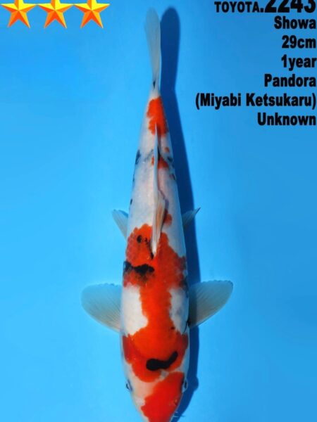 Tosai Showa (Pandora line) Wen#20147