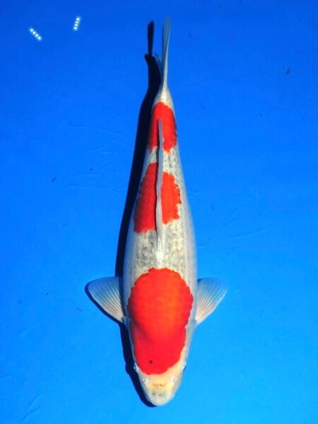 Female Goshiki  Wen#20153