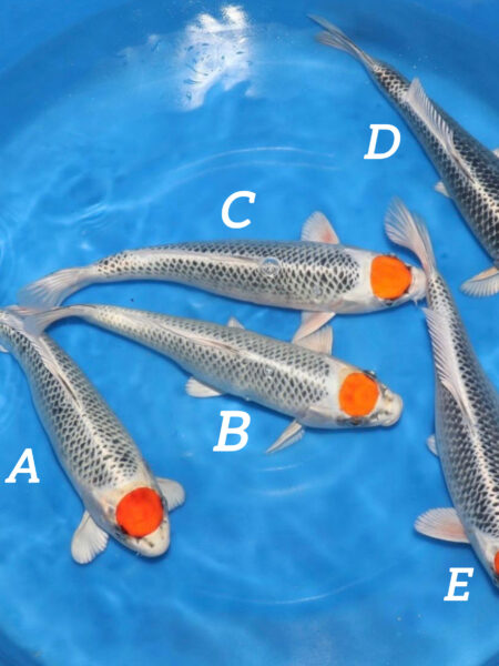 HQ Tancho Kujaku E Wen#20147