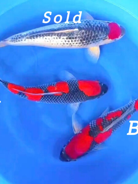 VHQ Goshiki B Wen#20152