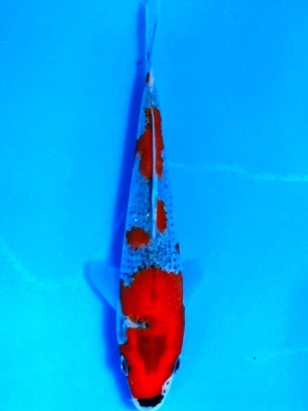 HQ Goshiki  Wen#20154