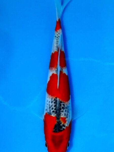 HQ Goshiki  Wen#20157