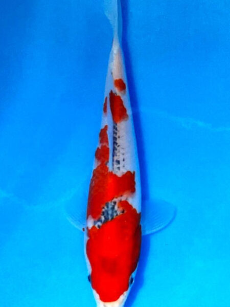 HQ Goshiki  Wen#20155