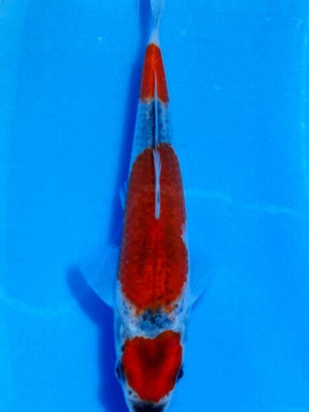 HQ Goshiki  Wen#20156