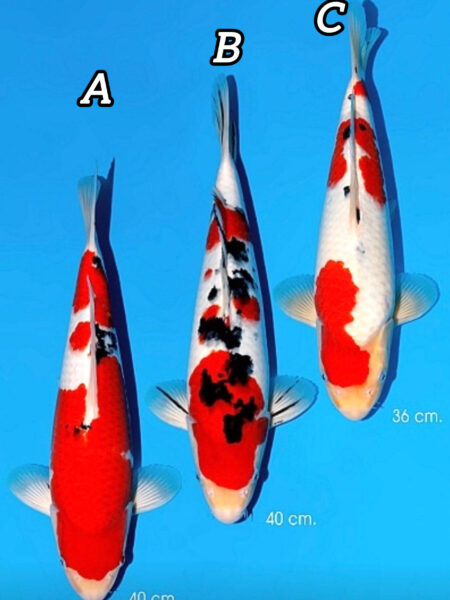 Jumbo Tosai Sanke C Wen#20160