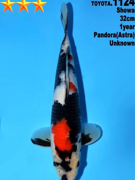 Tosai Showa (Pandora line)  Wen#20169