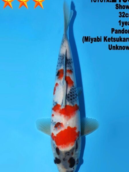 Tosai Showa (Pandora line)  Wen#20165