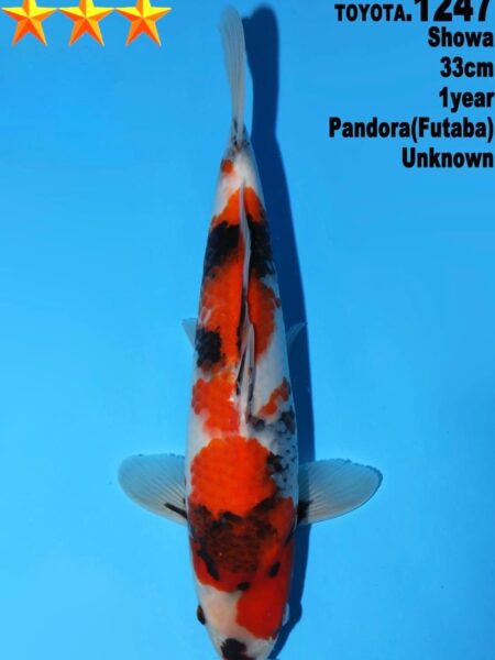 Tosai Showa (Pandora line)  Wen#20163