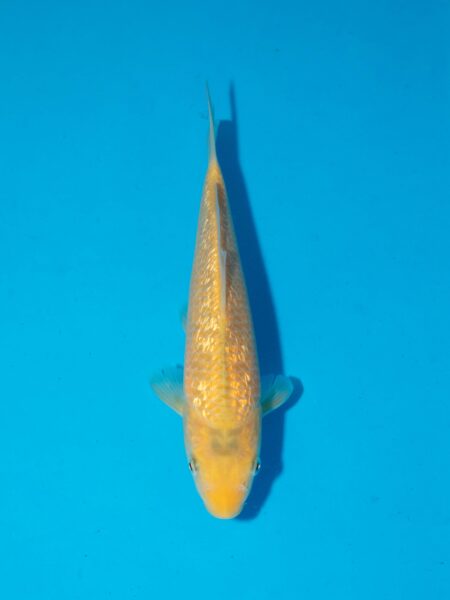 Tanaguchi Ginrin Golden Corn Litt#021