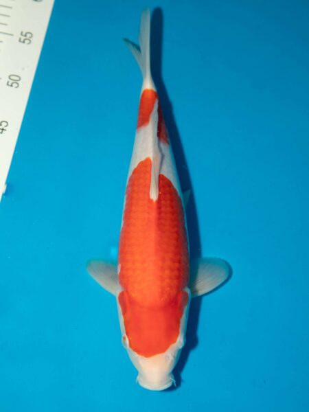 Kohaku Litt#1141