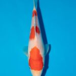 Kohaku Litt#003