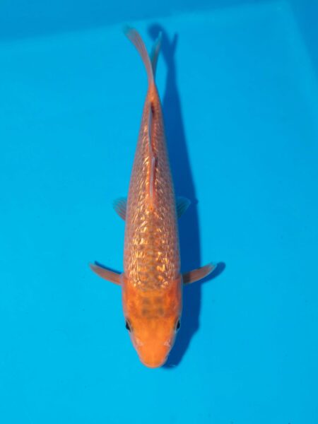 Ginrin Red Corn Litt#006