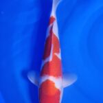 Kohaku wen#005