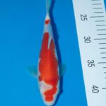Kohaku Litt#011