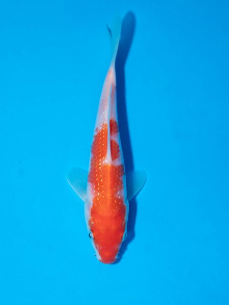 Pearl Ginrin Kohaku Litt#18
