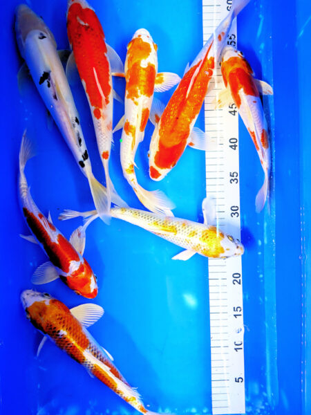 Japanese Koi Mix – 8 Koi 20–30cm